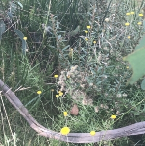 Olearia erubescens at Cotter River, ACT - 12 Mar 2022 03:56 PM