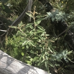 Olearia megalophylla (Large-leaf Daisy-bush) at Cooleman, NSW - 12 Mar 2022 by Tapirlord