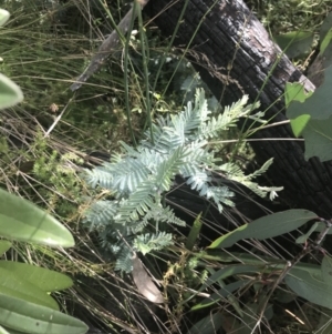 Acacia dealbata subsp. subalpina at Cooleman, NSW - 12 Mar 2022