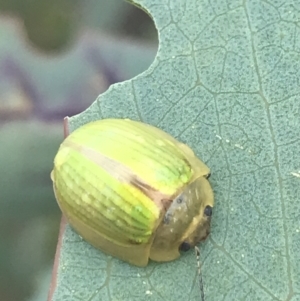 Paropsisterna hectica at Cooleman, NSW - 12 Mar 2022