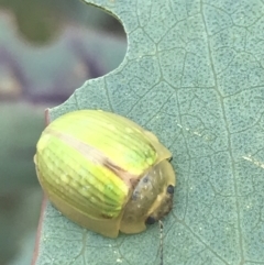 Paropsisterna hectica at Cooleman, NSW - 12 Mar 2022