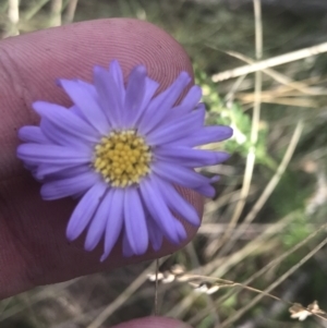 Brachyscome rigidula at Cooleman, NSW - 12 Mar 2022 04:45 PM