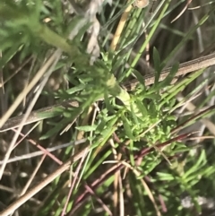 Brachyscome rigidula at Cooleman, NSW - 12 Mar 2022 04:45 PM