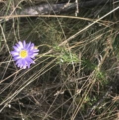 Brachyscome rigidula at Cooleman, NSW - 12 Mar 2022 04:45 PM