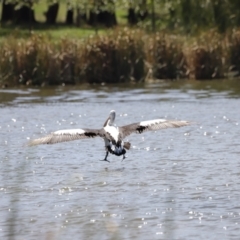 Pelecanus conspicillatus (Australian Pelican) at Lake Ginninderra - 1 Mar 2020 by JimL