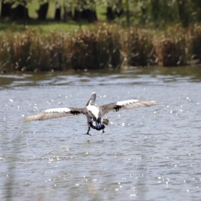 Pelecanus conspicillatus (Australian Pelican) at Lake Ginninderra - 1 Mar 2020 by JimL