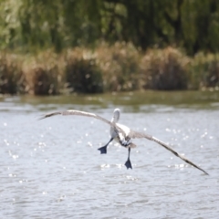 Pelecanus conspicillatus at Belconnen, ACT - 1 Mar 2020