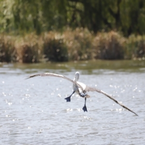 Pelecanus conspicillatus at Belconnen, ACT - 1 Mar 2020 02:09 PM