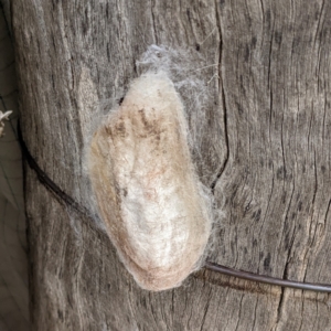 Lepidoptera unclassified IMMATURE at Kambah, ACT - 28 Mar 2022 11:12 AM