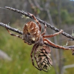 Backobourkia (genus) (An orb weaver) at Paddys River, ACT - 20 Mar 2022 by JohnBundock