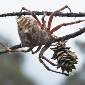 Backobourkia (genus) at Paddys River, ACT - 20 Mar 2022 01:20 PM