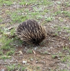 Tachyglossus aculeatus (Short-beaked Echidna) at Forde, ACT - 4 Apr 2020 by JimL