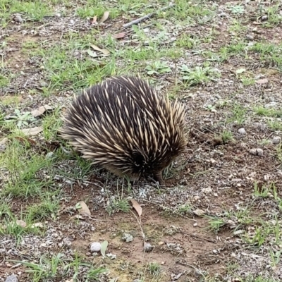 Tachyglossus aculeatus (Short-beaked Echidna) at Forde, ACT - 3 Apr 2020 by JimL