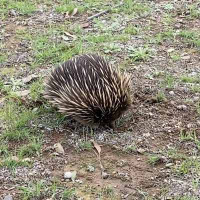 Tachyglossus aculeatus (Short-beaked Echidna) at Forde, ACT - 4 Apr 2020 by JimL