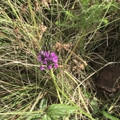 Cullen microcephalum at Cooleman, NSW - 13 Mar 2022