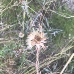 Celmisia tomentella (Common Snow Daisy) at Cooleman, NSW - 12 Mar 2022 by Tapirlord