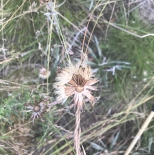 Celmisia tomentella at Cooleman, NSW - 12 Mar 2022