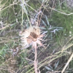 Celmisia tomentella at Cooleman, NSW - 12 Mar 2022 04:52 PM