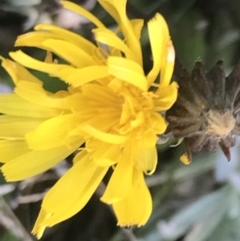 Picris angustifolia subsp. merxmuelleri at Cotter River, ACT - 12 Mar 2022 by Tapirlord