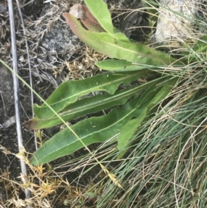 Picris angustifolia subsp. merxmuelleri at Cotter River, ACT - 12 Mar 2022 05:33 PM