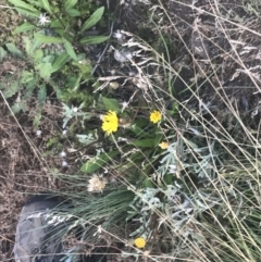 Picris angustifolia subsp. merxmuelleri at Cotter River, ACT - 12 Mar 2022