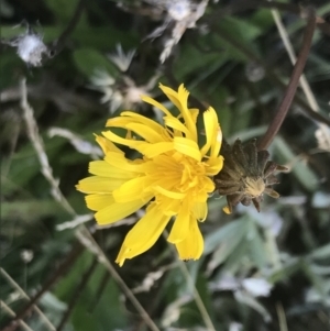 Picris angustifolia subsp. merxmuelleri at Cotter River, ACT - 12 Mar 2022