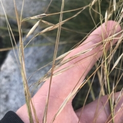 Austrostipa nivicola (Alpine Spear-Grass) at Cotter River, ACT - 12 Mar 2022 by Tapirlord