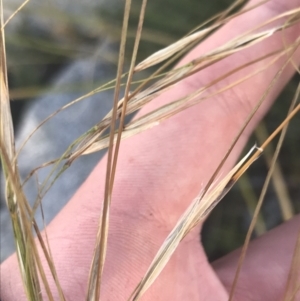 Austrostipa nivicola at Cotter River, ACT - 12 Mar 2022