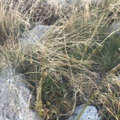 Austrostipa nivicola at Cotter River, ACT - 12 Mar 2022 05:42 PM