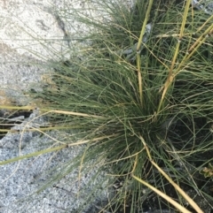 Austrostipa nivicola at Cotter River, ACT - 12 Mar 2022