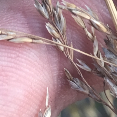 Poa (genus) (A Snow Grass) at Cooleman, NSW - 12 Mar 2022 by Tapirlord