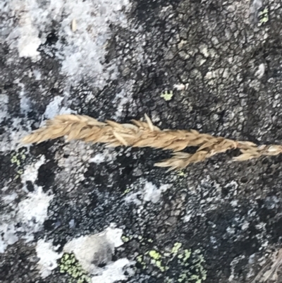 Deyeuxia crassiuscula (Thick Bent-grass) at Cooleman, NSW - 12 Mar 2022 by Tapirlord