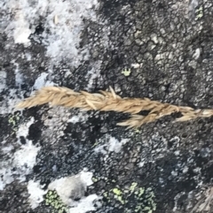 Deyeuxia crassiuscula (TBC) at Cooleman, NSW - 12 Mar 2022 by Tapirlord