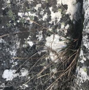 Deyeuxia crassiuscula at Cooleman, NSW - 12 Mar 2022