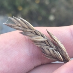 Unidentified Grass (TBC) at Cotter River, ACT - 12 Mar 2022 by Tapirlord