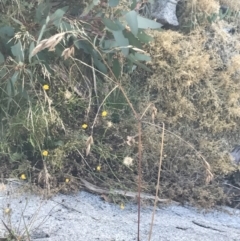 Festuca muelleri at Cotter River, ACT - 12 Mar 2022