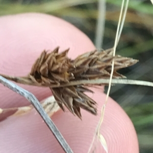 Carex hebes at Bimberi, NSW - 12 Mar 2022 06:52 PM