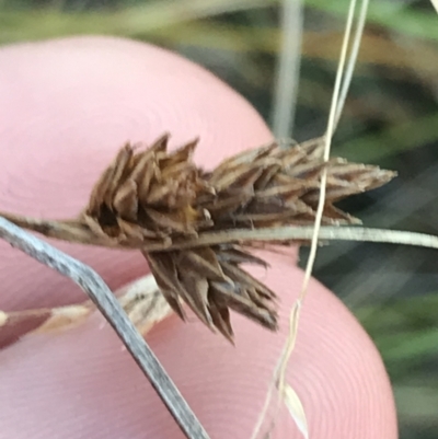 Carex hebes (A Sedge) at Cotter River, ACT - 12 Mar 2022 by Tapirlord