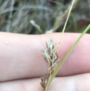 Carex hebes at Bimberi, NSW - 12 Mar 2022 06:52 PM