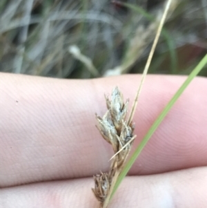 Carex hebes at Cotter River, ACT - 12 Mar 2022