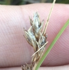 Carex hebes at Cotter River, ACT - 12 Mar 2022