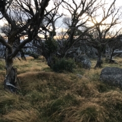 Eucalyptus pauciflora subsp. debeuzevillei (A Snow Gum) at Namadgi National Park - 13 Mar 2022 by Tapirlord