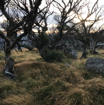 Eucalyptus pauciflora subsp. debeuzevillei (A Snow Gum) at Namadgi National Park - 12 Mar 2022 by Tapirlord