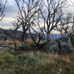 Eucalyptus pauciflora subsp. debeuzevillei at Namadgi National Park - 13 Mar 2022