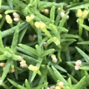 Scleranthus biflorus at Cotter River, ACT - 13 Mar 2022