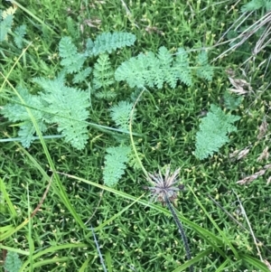 Scleranthus biflorus at Cotter River, ACT - 13 Mar 2022