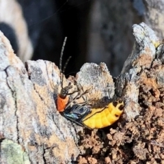 Chauliognathus tricolor (Tricolor soldier beetle) at Aranda, ACT - 20 Mar 2022 by KMcCue