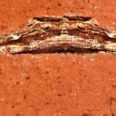 Scioglyptis lyciaria (White-patch Bark Moth) at GG182 - 20 Mar 2022 by KMcCue