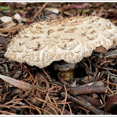Chlorophyllum sp. at Crooked Corner, NSW - 22 Feb 2022 by Milly