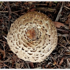 Chlorophyllum sp. at Crooked Corner, NSW - 22 Feb 2022 04:40 PM